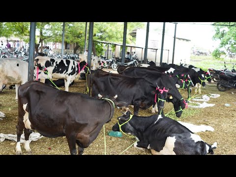 बुधवारचा जबरदस्त गायी बाजार!🐄🔥 | hf cow Market In Maharashtra #hfcow #dairyfarming