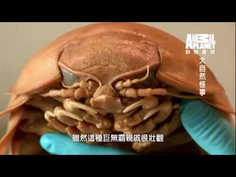 《大自然怪事》魚的嘴裡有寄生蟲  吞噬魚的舌頭變成活生生蟲蟲舌頭 - YouTube(4分33秒)