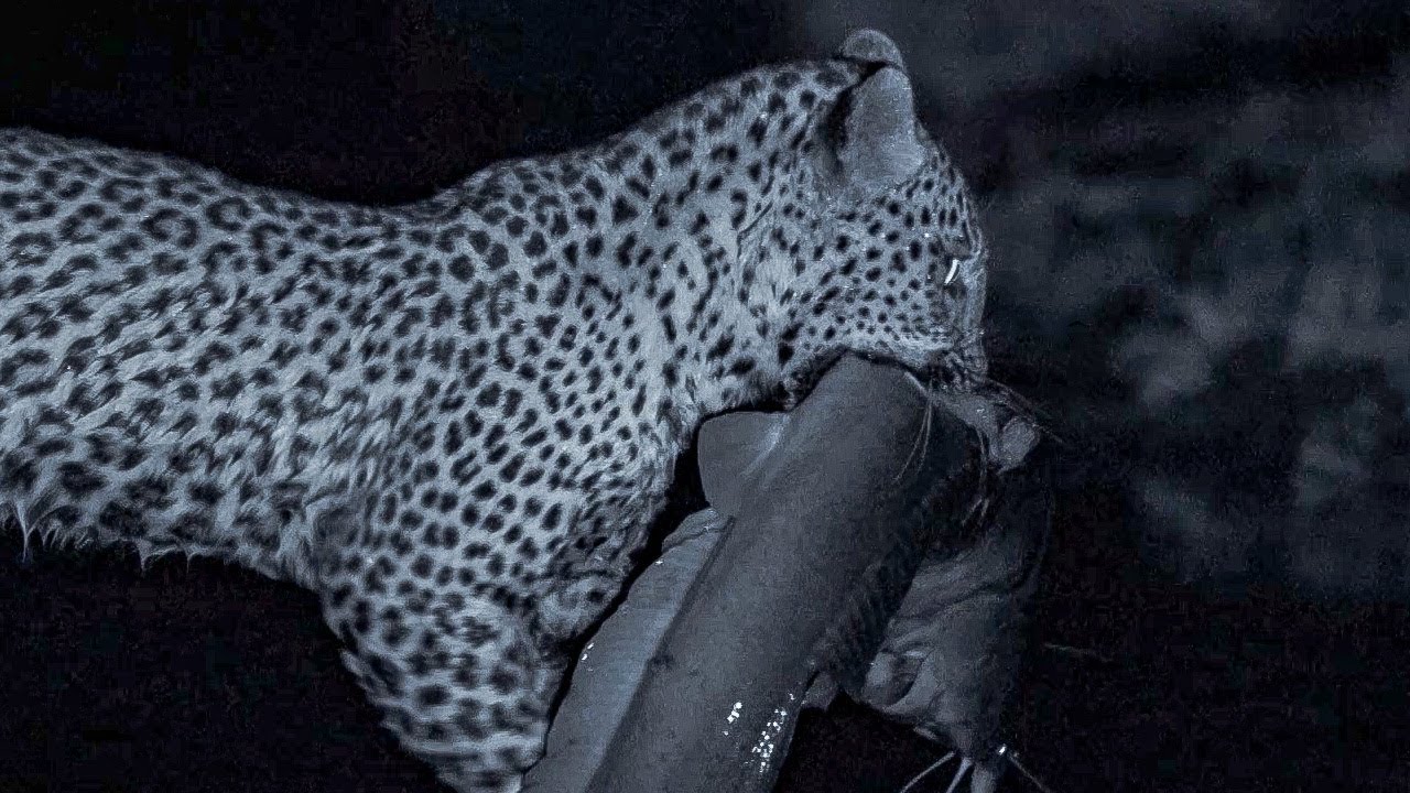 Leopard Family Hunts Catfish at Night BBC Earth