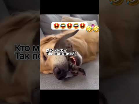 #мемы #funny #video - #funnyanimal -#приколы #прикол #смех #видео #кошки