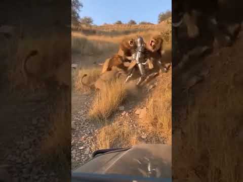 **Unglaublich! Tourist filmt brutalen Löwenangriff auf gepanzerten Mann in den Bergen 🦁😱**
