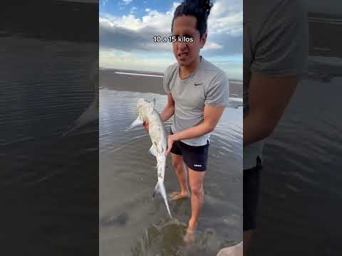 Encontramos tiburones en la playa #tiburonesbebes #playa #tiburones #australia ##brisbane