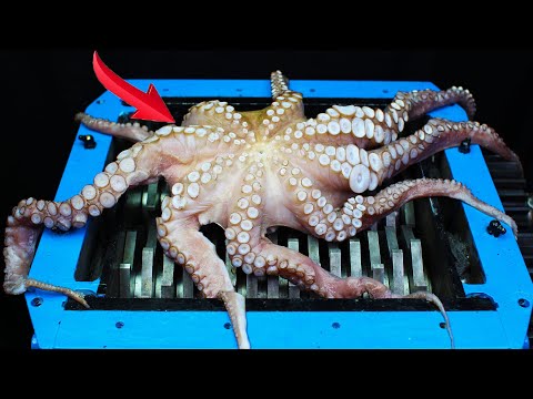 Shredding Giant Octopus Food And Toys