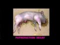 Bloat Stage of Decomposition