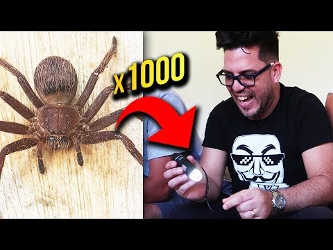 OSSERVIAMO RAGNI VELENOSI AL MICROSCOPIO x1000 (in Brasile)