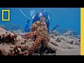 Understanding Octopus Behavior and Intelligence
