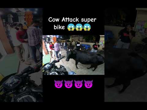 Cow Attack super bike 😱😱😱#viral #viral #z900 #z900 #trending #shorts #shorts 💚💚💚💯💯