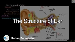 The Structure of Ear