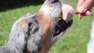 Eis für Hunde selber machen