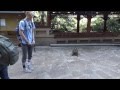 Understanding Animal Interaction Scenarios