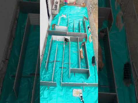 Difficulty: 🍀🍀🍀🍀🍀，Dogs in a maze  #puppy #cute #pets #funny #dog