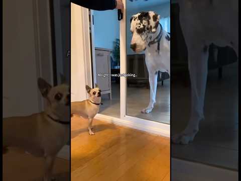 Two dramatic dogs🤣🐶#foryou #funnyvideo #dog