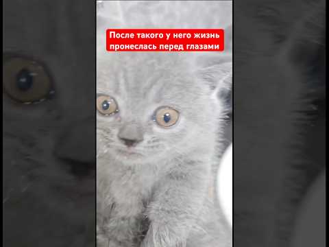 После такого у него жизнь пронеслась перед глазами, все живы и здоровы #юмор