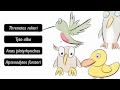 Exploring the Use of Dichotomous Keys in Bird Identification