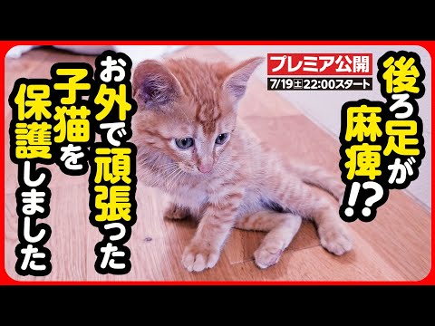 【子猫 保護】後ろ足が麻痺してる...？？お外でひとり頑張ってきた子猫を保護しました