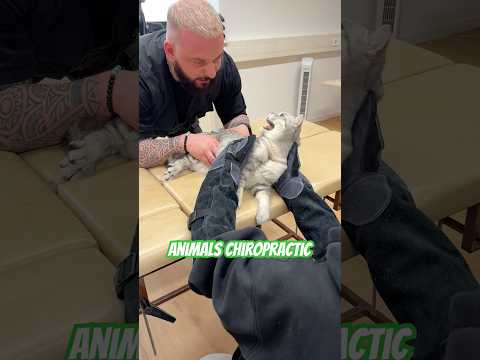 Chiropraktik für Tiere 💚💚#asmr #Katze #Hundeshorts #Chiropraktik #Tiere #Türkiye #Tattoo #fürdich