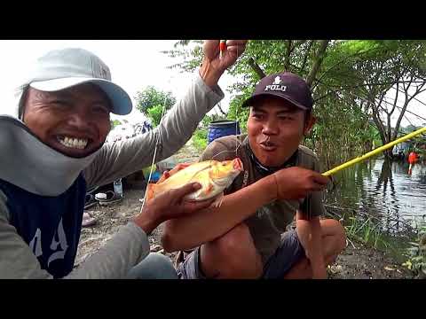 Awal saya mancing disini terheran heran dengan jenis ikan nya