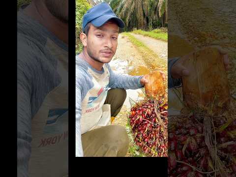 तुरंत ख़त्म😂😂 #shorts #viralshorts #ytshortsvideo #foryou #harvesting #malaysia