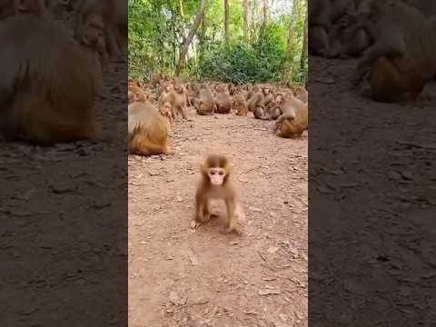 Baby Monkey Screams at the Camera — 1000 Monkeys Go Wild! #animals #rescue #wildlife #chicks
