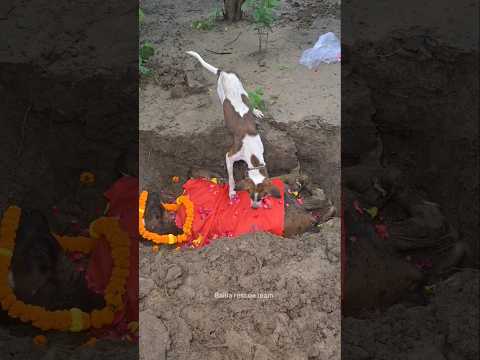 हमारा कुत्ता भी इस बछड़े से बहुत प्यार करता था 😢 Ballia rescue team