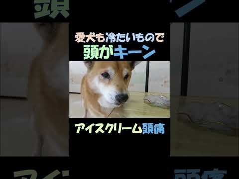 ワンちゃんも冷たいもので頭がキーン Even dogs get brain freeze from cold treats #shorts #柴犬 #dogs #アイスクリーム頭痛 #犬