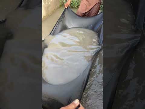 #fishing #shortvideo 🐠🐬