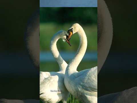 সত্যিকার অর্থে এরাই ভালোবাসতে জানে #shorts #ytshorts #viral #animals