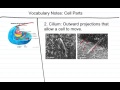 Psyllium and Flum Functions in Cells