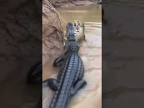 jacaré Açu pegou a onça| final o jogo virou 😱#animals