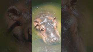 🚨 La pesadilla de estos hipopótamos es real #Hipopotamos #ZooRabat #BienestarAnimal #zoo #xtrauss