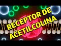 Receptor de Acetilcolina e Funções