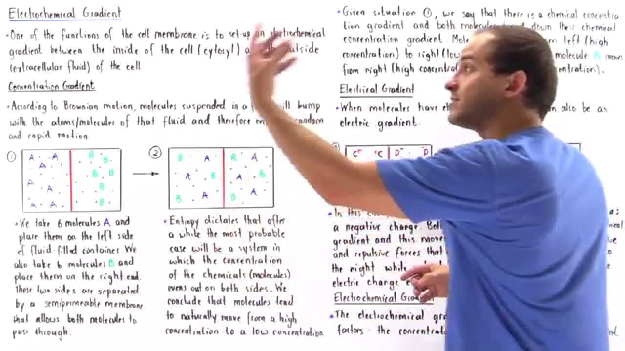 Electrochemical Gradient