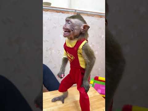 Smart little monkey: I want more than rainbow candy #candy #rainbow #monkey #funny #shorts