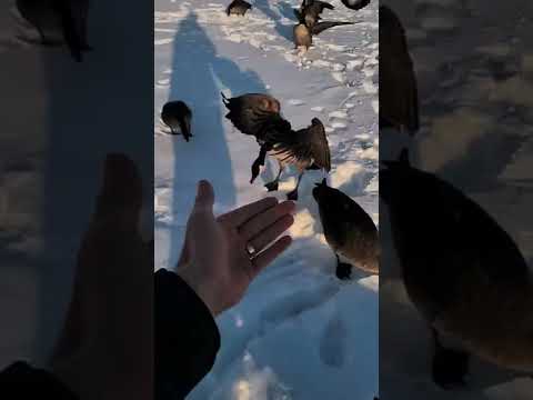 Animals Are Just Like Us