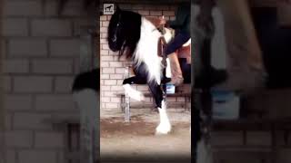 Que es un caballo Barroco? #caballos #RazasDeCaballos #horses
