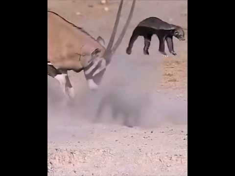 Animals fighting among themselves #animals
