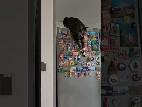 cat funny video 😂 #catreaction #funny #catvideos #pets #shaababies #comedy #cute
