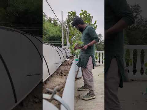 Repotting tomato 🍅 in PVC pipe