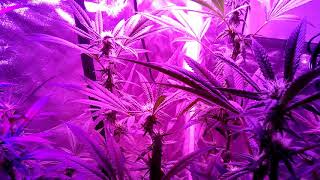 Update inside the tent