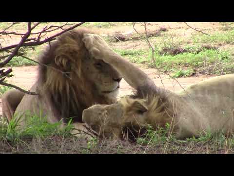 Male Lion Rests Paw On Brothers Head In Kruger