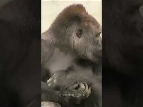 Gorilla drumming beat Best Shabani. #lyrics #gorilla #deafkids #songlyrics #animals #macaques