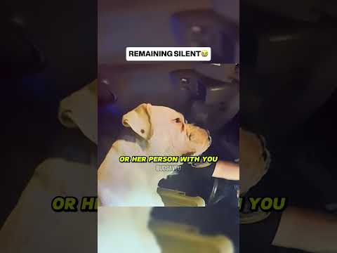 Cop read Miranda rights to a dog 😭