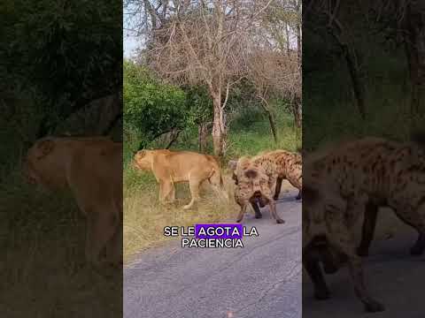 The lone lioness became the target of the hyenas#animals #Friendship #Us #fyp #Lioness