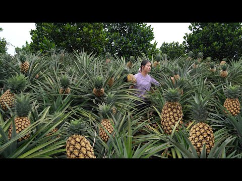 Harvesting Pineapple and Making Pineapple Fried Rice!