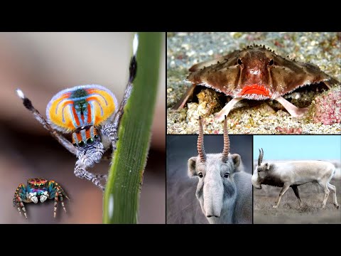 25 CURIOSIDADES INACREDITÁVEIS (MAS REAIS – Parte 2)🧬🌍🚀