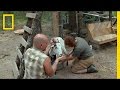 Understanding Sustainable Living with Goats