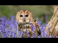 Wildflowers and Their Importance