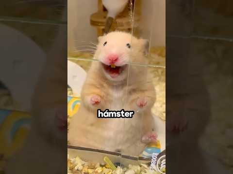 El hámster consiguió su venganza 😡