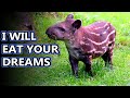 Tapir Facts and Trivia