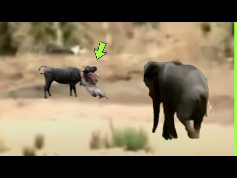 INACREDITÁVEL ELEFANTE SALVA BUFALO DE LEÃO